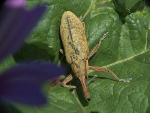 Lixus pulverulentus